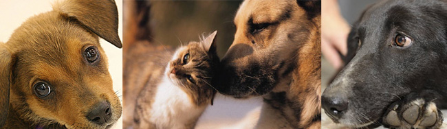 FEIRA: Adotar um animal abandonado faz bem ao coração