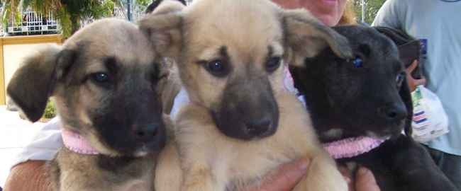 FEIRA: Doção de cães