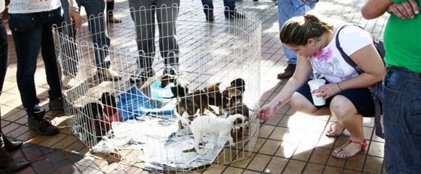 FEIRA ADOÇÃO DE ANIMAIS