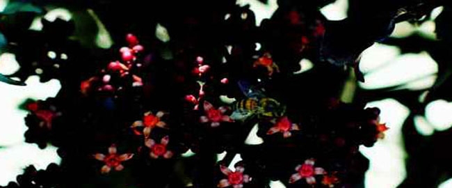 EXPOSIÇÃO: Fotografias de Flores