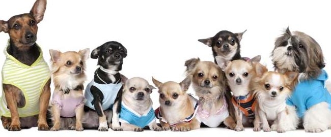 DIVERSÃO E LAZER: PetDay Cãominhada