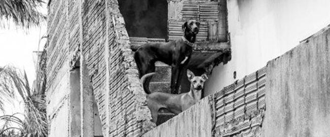 EXPOSIÇÃO: ''Projeto Vira-Foto''