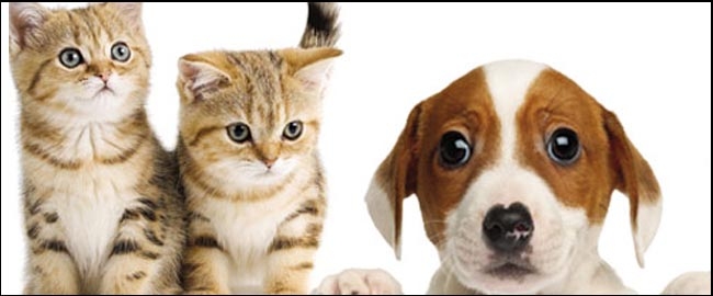 FEIRA: Adoção de cães e gatos