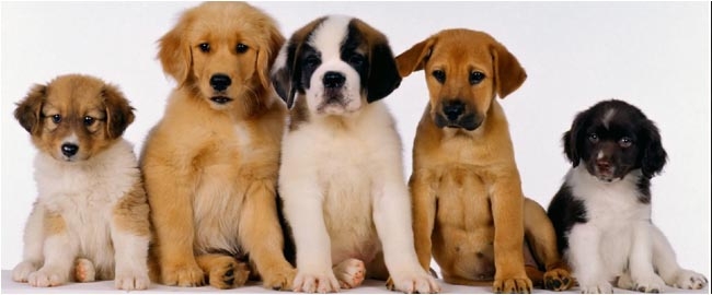 DIVERSÃO E LAZER: Pet Day