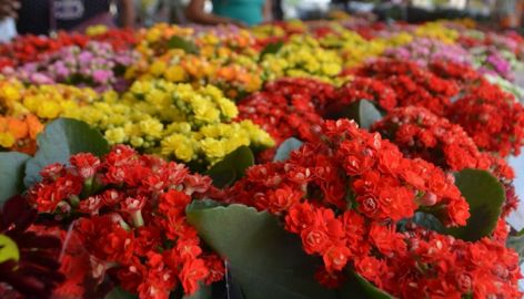 FLORES E PLANTAS: Expoflor