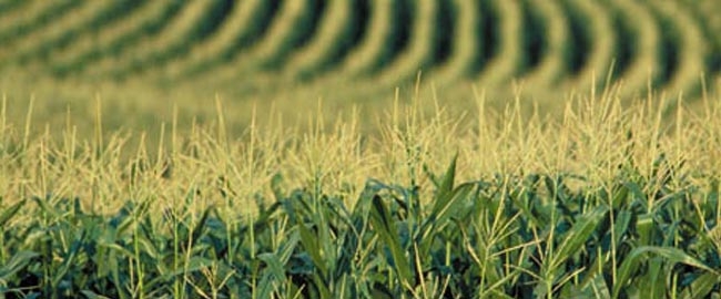 AGRONEGÓCIOS: Fórum Nacional de Agronegócios