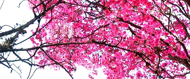 MEIO AMBIENTE: Semana da Primavera 2015