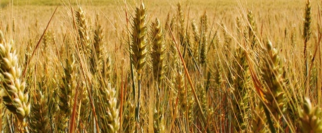 AGRONEGÓCIOS: Fórum Nacional de Agronegócios