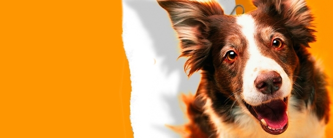 CULTURA: Mundo Geek de Pets II