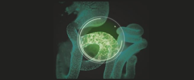 EVENTO: II International Symposium of Enteric Neural Plasticity and I Symposium of Gastroenterology