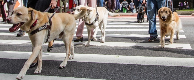 DIVERSÃO E LAZER: Cãominhada