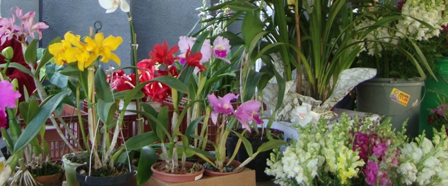 FEIRA: Feira das Flores