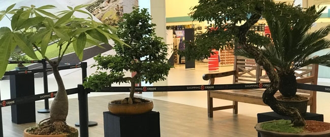 EXPOSIÇÃO: "A Arte do Bonsai"