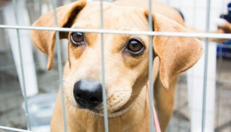 ANIMAIS: Feira de Adoção