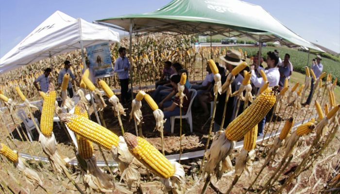 UNICESUMAR: Dia de Campo