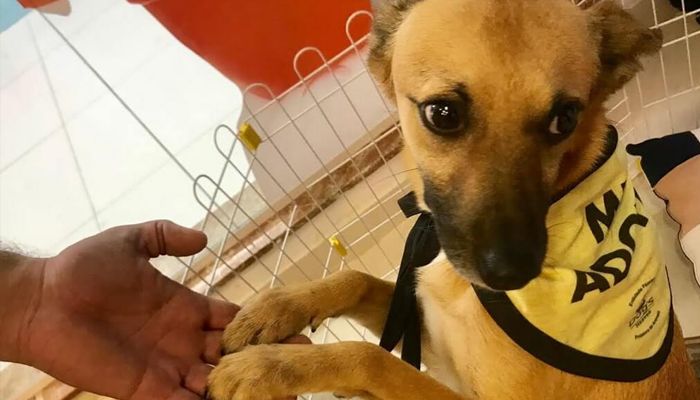 BEM ESTAR ANIMAL: Pet Day