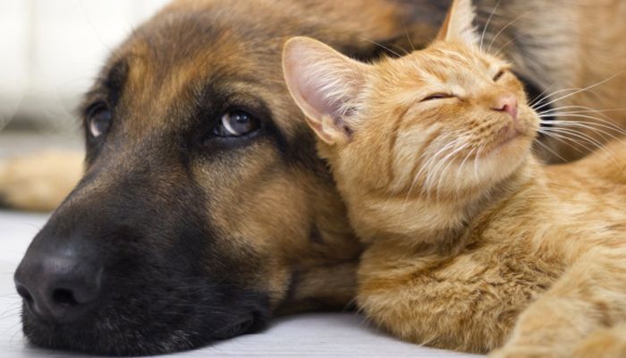 FEIRA DE ADOÇÃO: Amor de Estimação