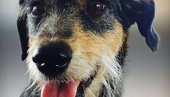BINGO BENEFICENTE: ONG Projeto Vira Pet