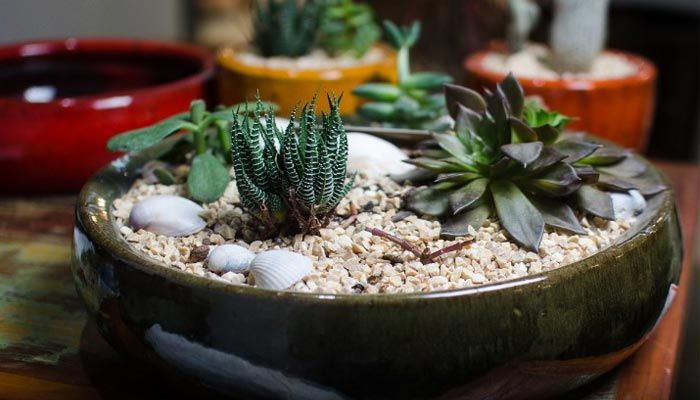 FESTIVAL: Flores, Plantas e Vasos 2019