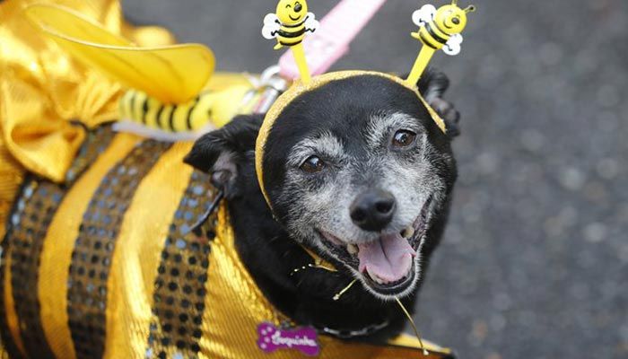 CARNAVAL: Bloco Cão de Rua