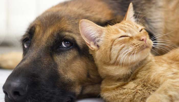 ANIMAIS: Feirinha de Adoção