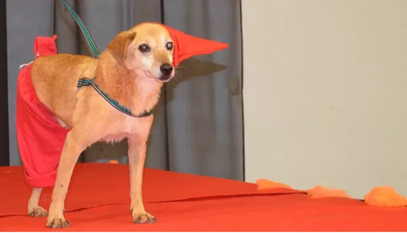 Cãolloween no Jabô