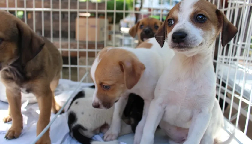 Mundo Pet Atacadão em Maringá