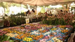 Expoflor Maringá