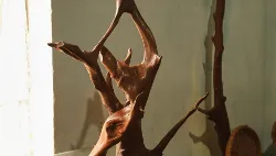 Exposição "Raízes"