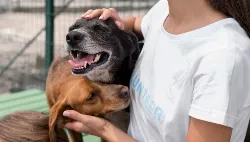 Feira de Adoção de Cães Adultos em Maringá