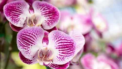 Festival de Orquídeas em Maringá
