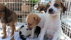 Mundo Pet Atacadão em Maringá